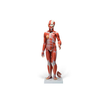 3B Scientific Spiermodel menselijk lichaam dualsex, 1/2 lifesize, 33-delig - 3B Scientific