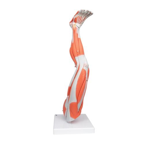 3B Scientific Spiermodel van het been, 3/4 life size, 9 delig