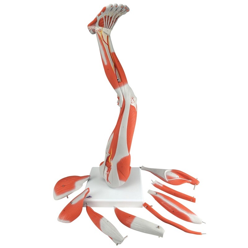 3B Scientific Spiermodel van het been, 3/4 life size, 9 delig, foto 4 van 6