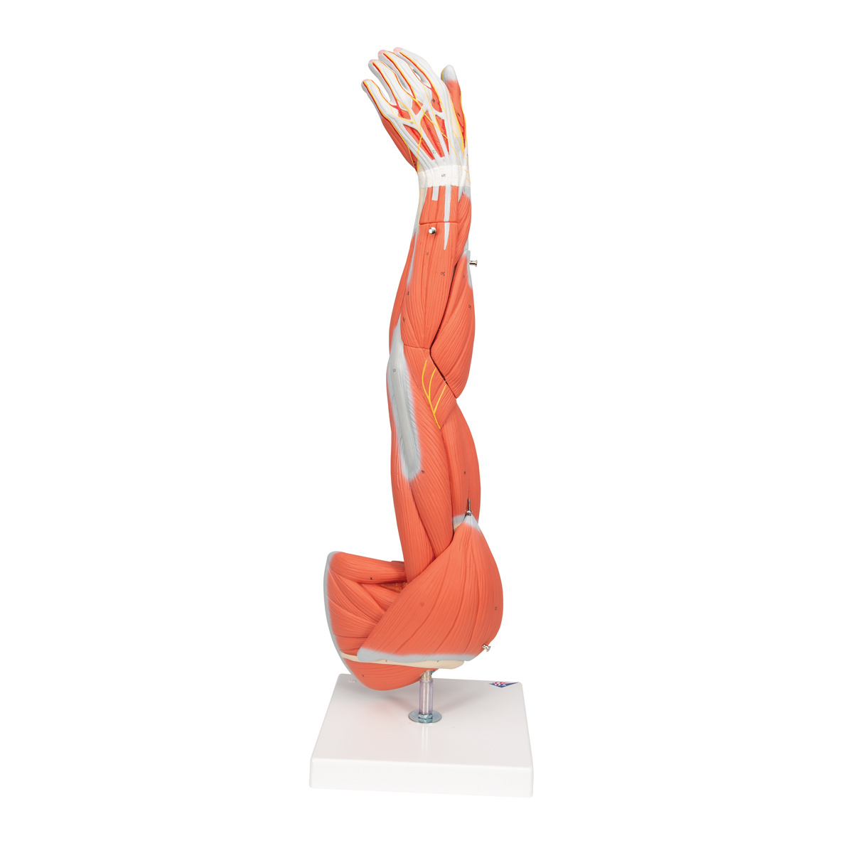 3B Scientific Spiermodel van de arm, 3/4 life size - 6-delig