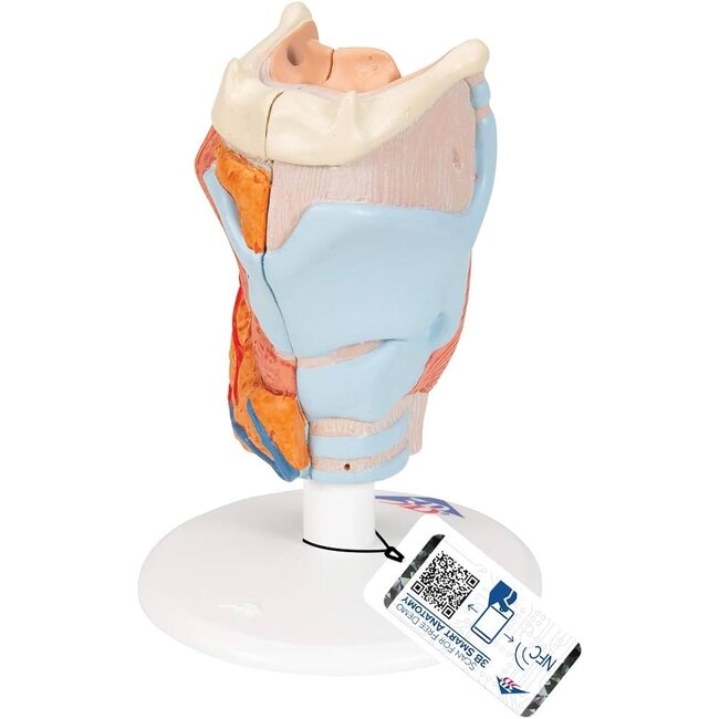 3B Scientific Anatomisch model van de Larynx, 2-delig - 3B Scientific