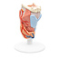 3B Scientific Anatomisch model van de Larynx, 2-delig - 3B Scientific