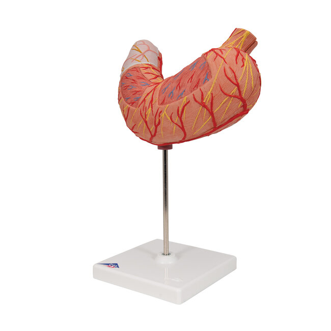 3B Scientific Anatomisch model van de Maag, 2-delig