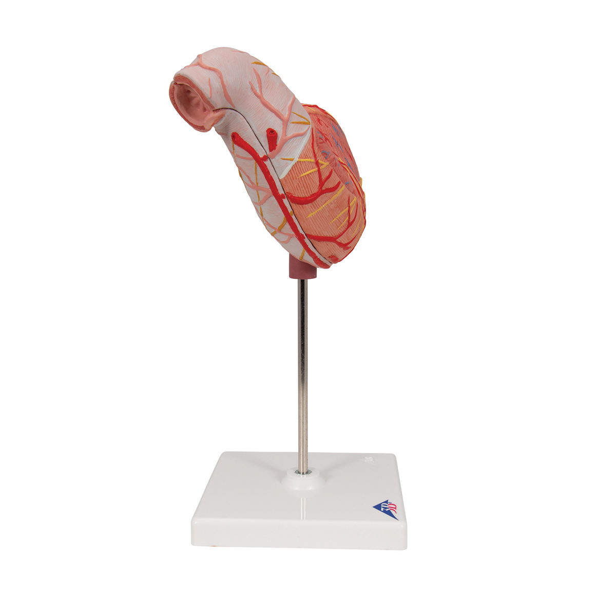 3B Scientific Anatomisch model van de Maag, 2-delig, foto 2 van 6