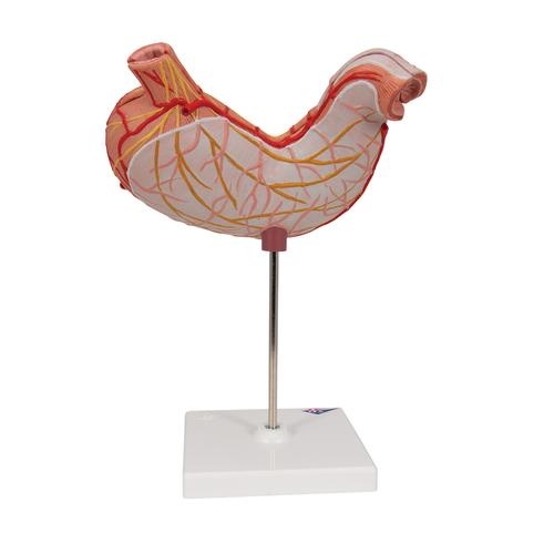 3B Scientific Anatomisch model van de Maag, 2-delig, foto 3 van 6