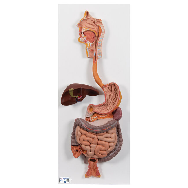 3B Scientific Anatomisch model van de spijsvertering, gedetailleerd model