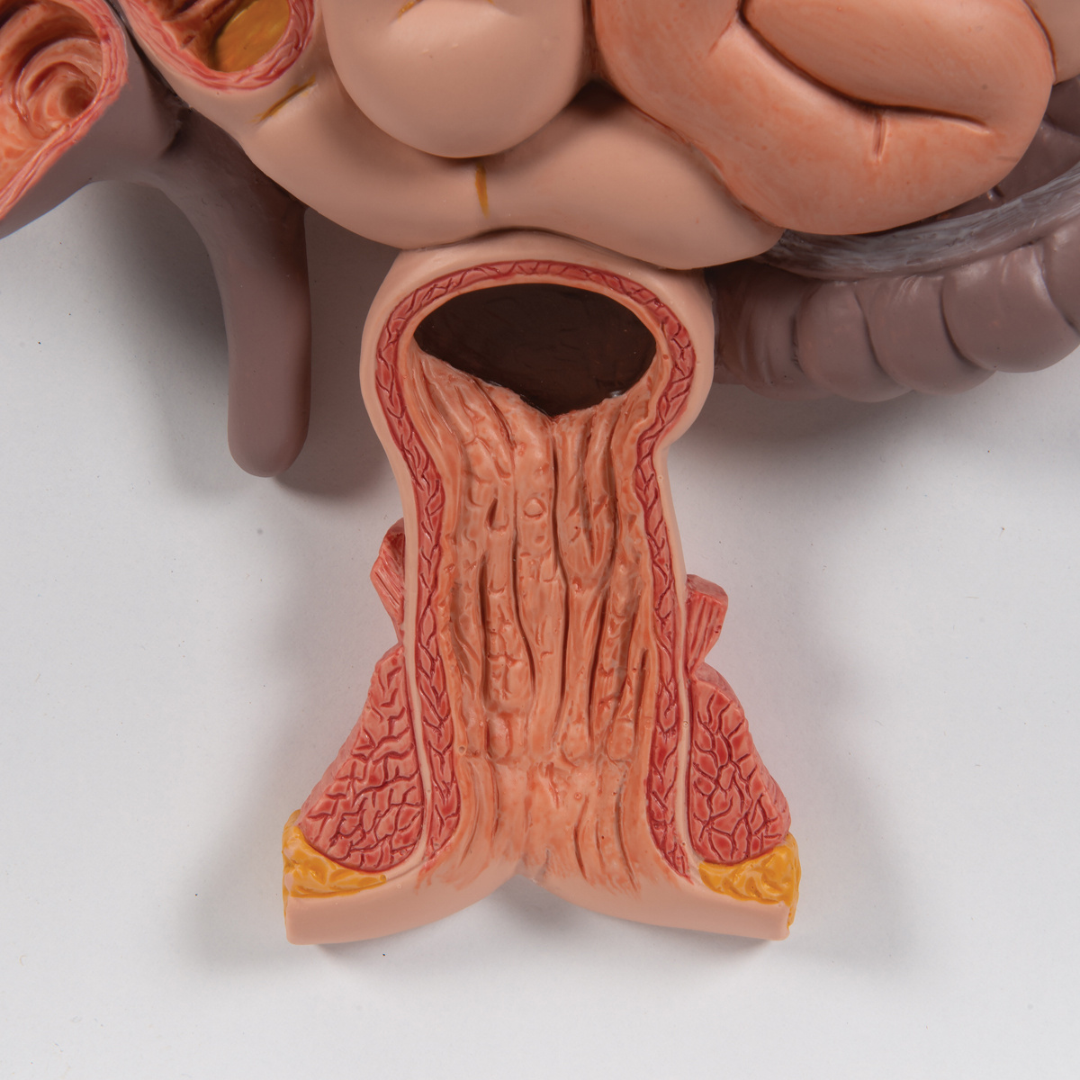 3B Scientific Anatomisch model van de spijsvertering, gedetailleerd model, foto 5 van 6