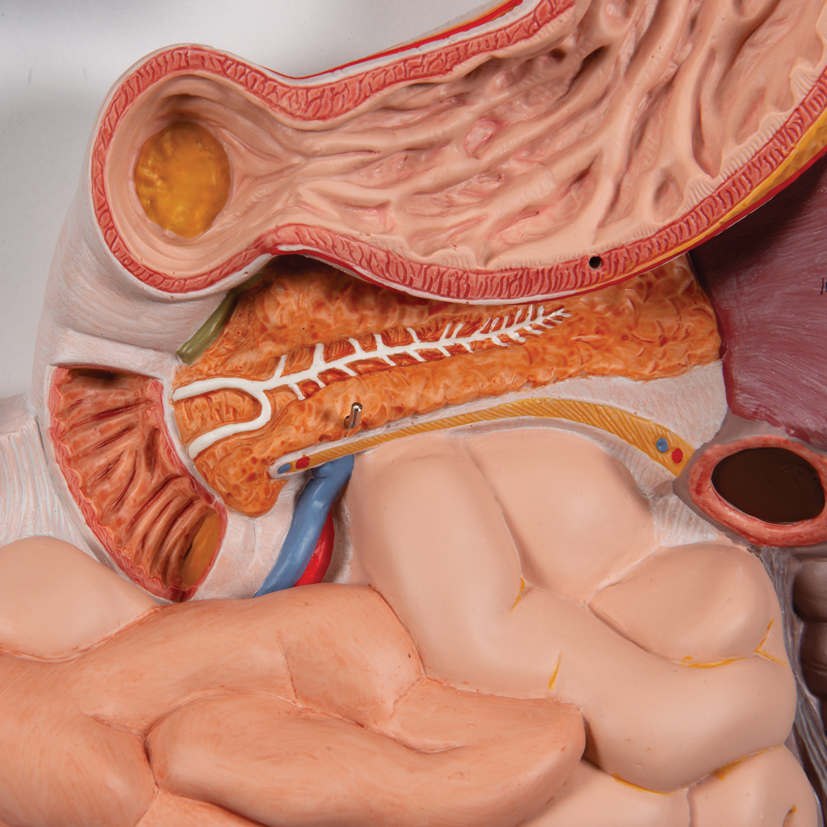 3B Scientific Anatomisch model van de spijsvertering, gedetailleerd model, foto 4 van 6