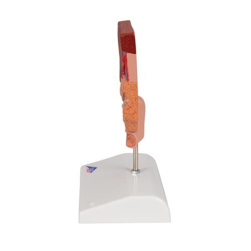 3B Scientific Anatomisch model Galstenen, foto 3 van 6