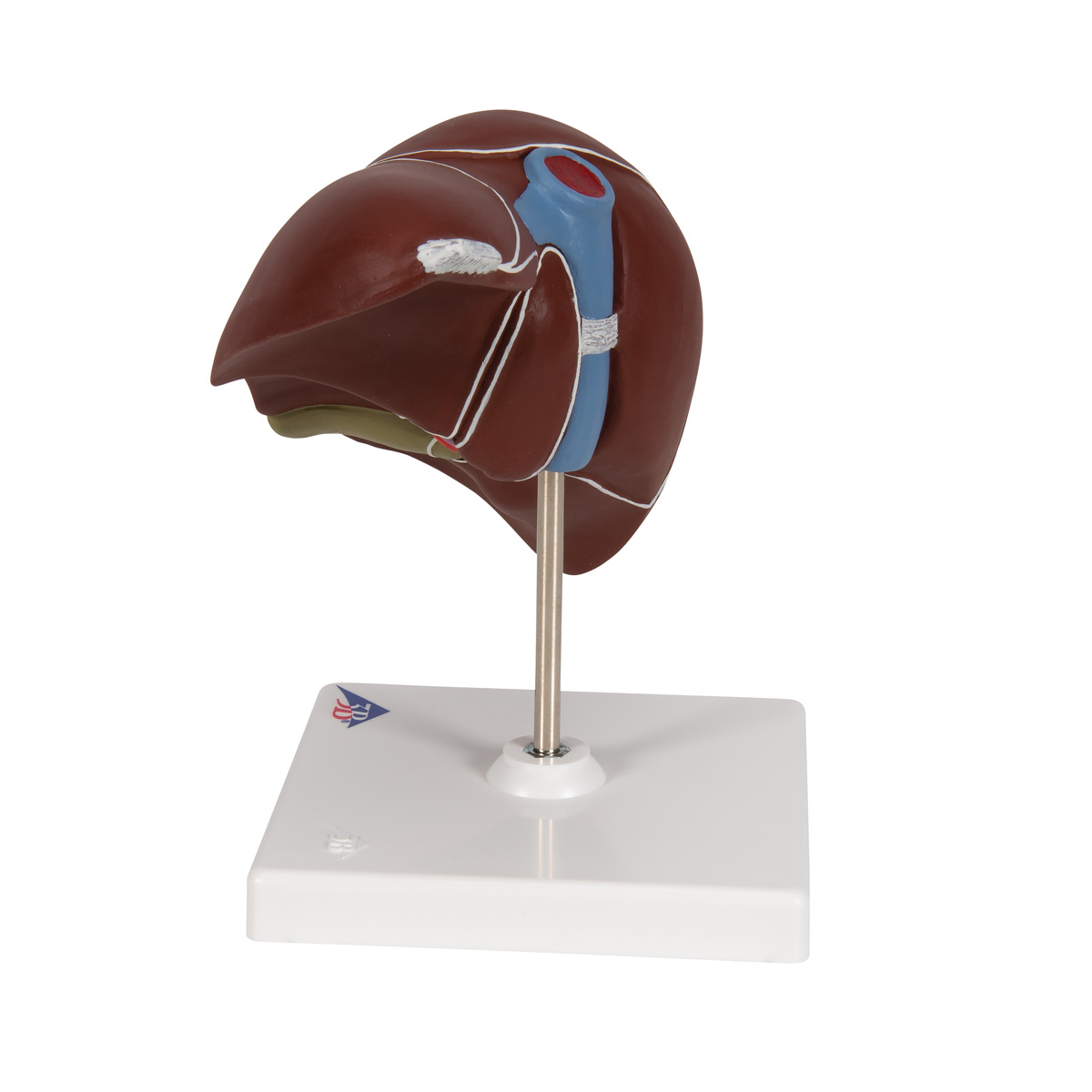 3B Scientific Anatomisch model van de Lever met Galblaas, foto 3 van 6