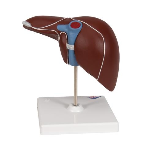3B Scientific Anatomisch model van de Lever met Galblaas, foto 2 van 6