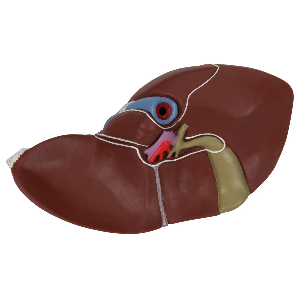 3B Scientific Anatomisch model van de Lever met Galblaas, foto 4 van 6