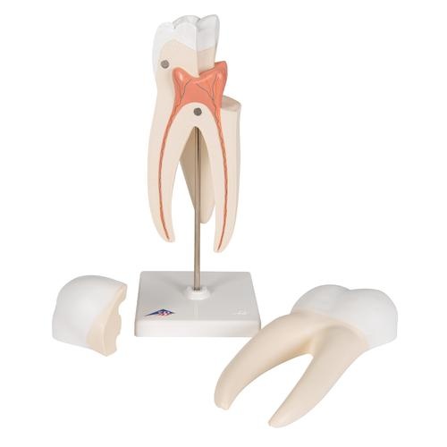 3B Scientific Anatomisch model bovenste kies 3 delig, foto 2 van 6