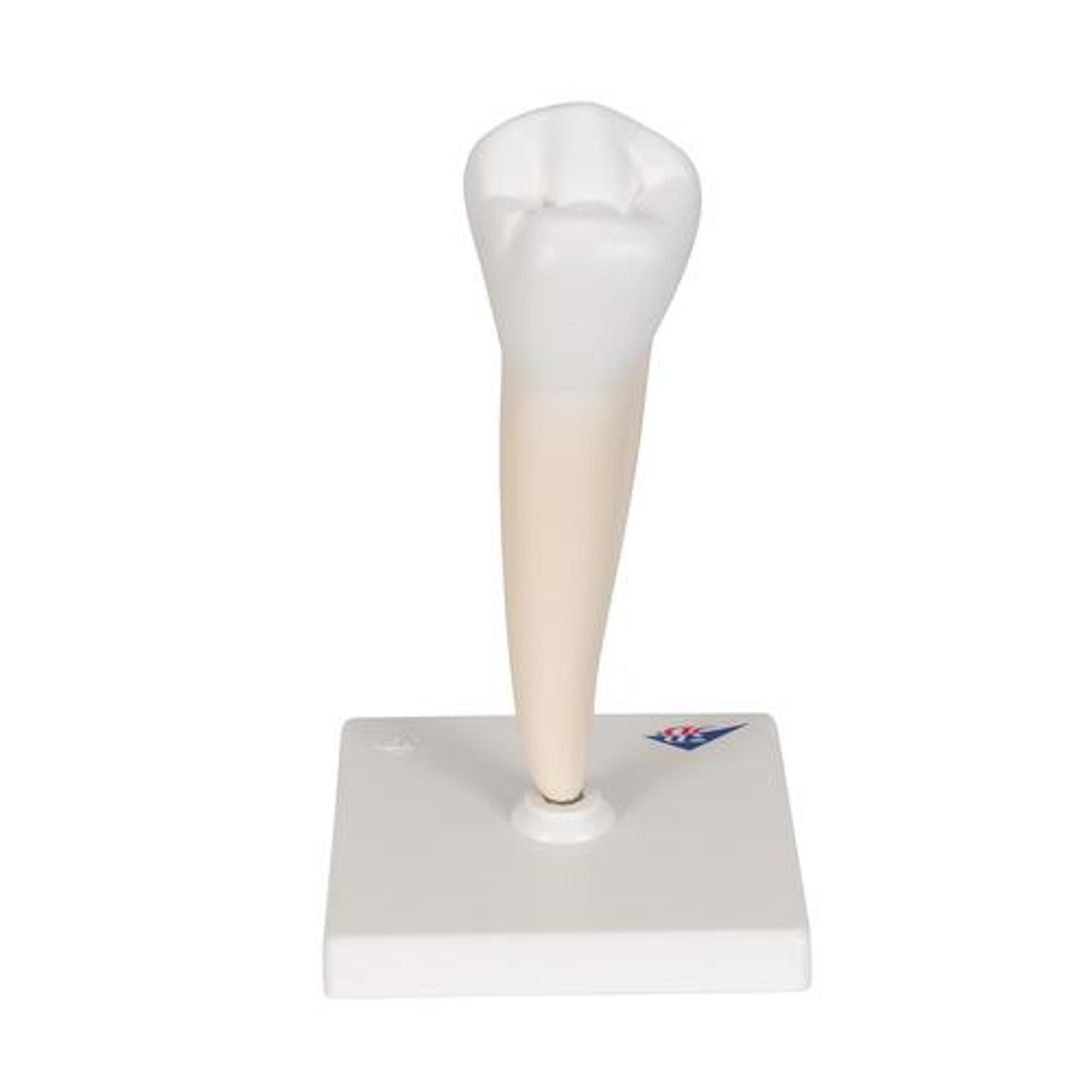 3B Scientific Anatomisch model van een enkelwortelige kies - 3B Scientific, foto 3 van 5