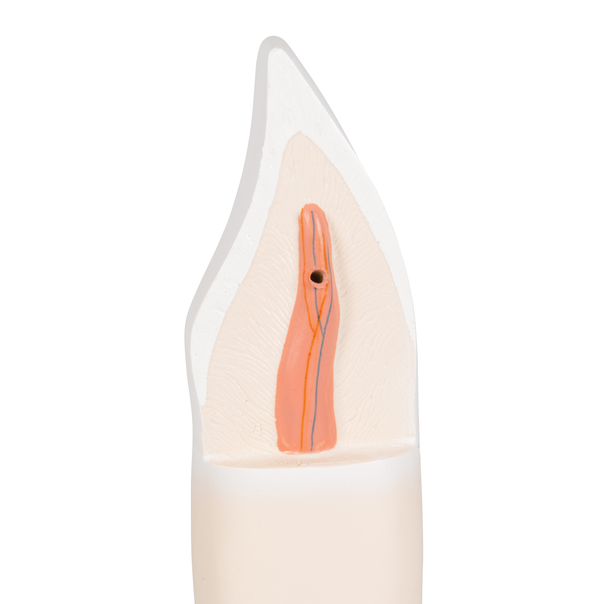 3B Scientific Anatomisch model van de onderste snijtand, foto 3 van 5