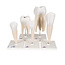 3B Scientific 5-delige serie van de tanden - menselijk gebit