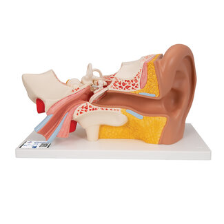 3B Scientific Anatomisch model van het oor 3x vergroot - 3B Scientific