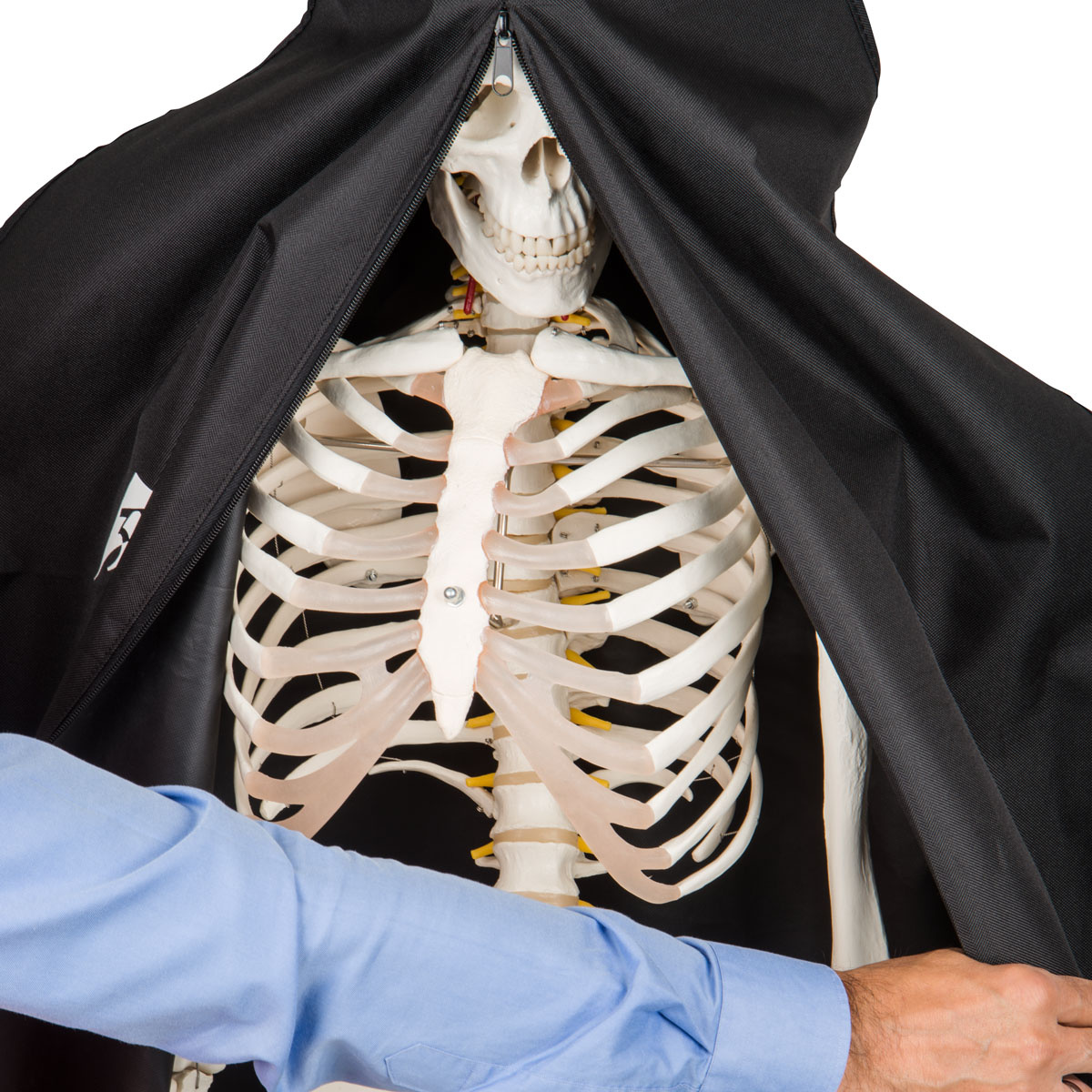 3B Scientific Beschermhoes voor skeletten | Levensgroot | Zwart met transparant venster, foto 2 van 3