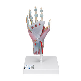 3B Scientific Handskelet met Ligamenten en spieren - 3B Scientific