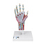 3B Scientific Handskelet met Ligamenten en spieren