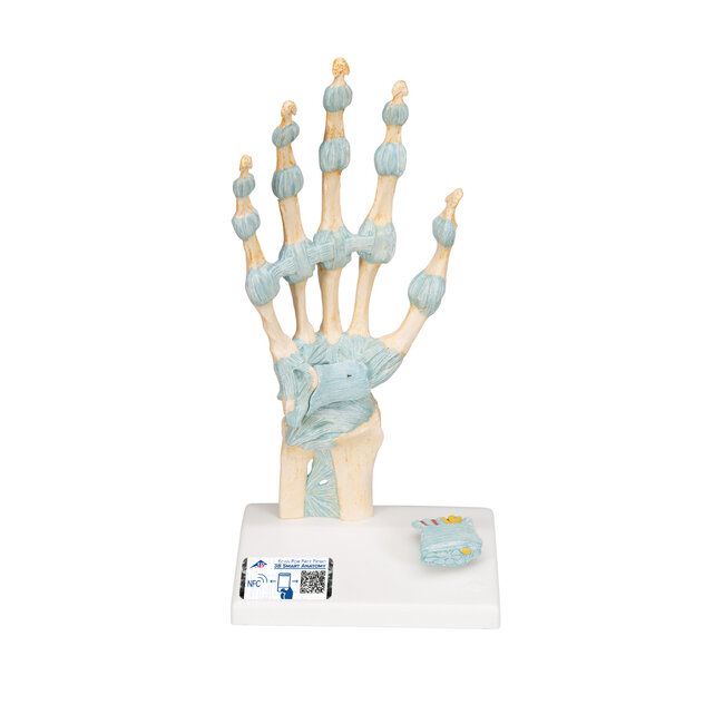 3B Scientific Handskelet met ligamenten en carpale tunnel