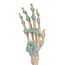 3B Scientific Handskelet met ligamenten en carpale tunnel