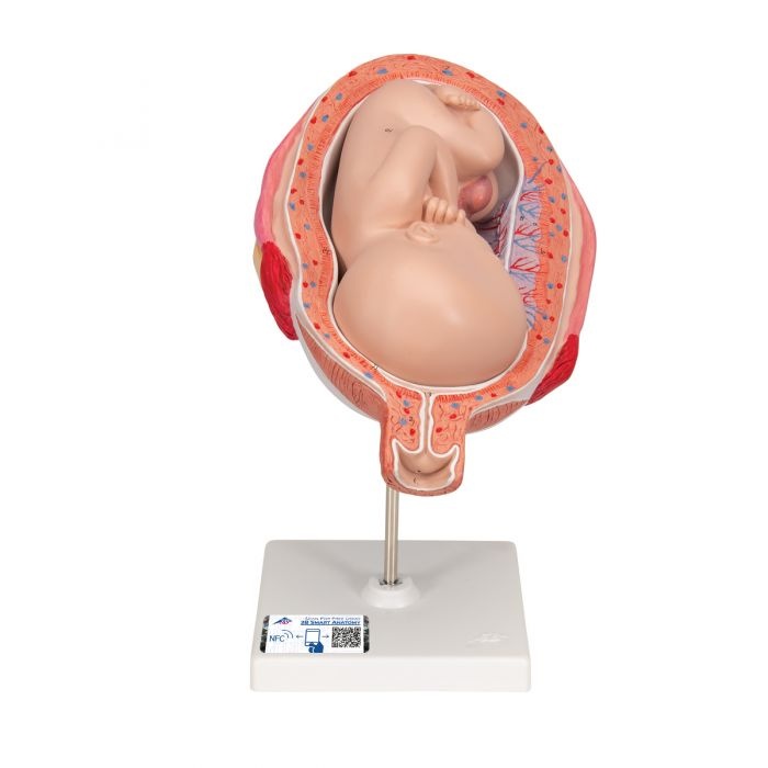 3B Scientific Anatomisch modellen zwangerschapserie 8-delig, foto 2 van 3