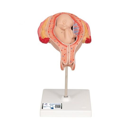 3B Scientific Anatomisch modellen zwangerschapserie 8-delig, foto 3 van 3