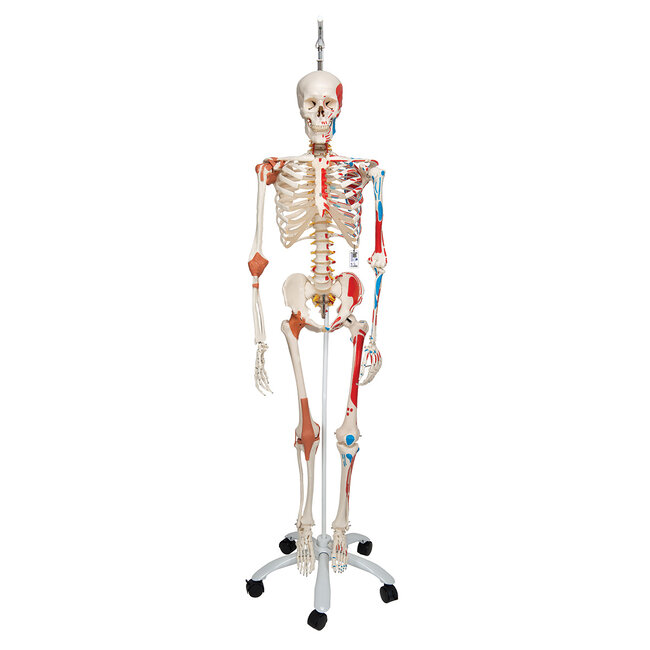 3B Scientific Super Anatomisch Skelet | 170 cm  Flexibel | Sam | Op verrijdbaar statief