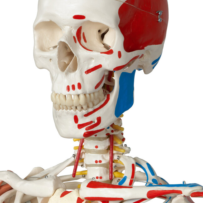3B Scientific Super Anatomisch Skelet | 170 cm  Flexibel | Sam | Op verrijdbaar statief