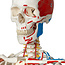 3B Scientific Super Anatomisch Skelet | 170 cm  Flexibel | Sam | Op verrijdbaar statief