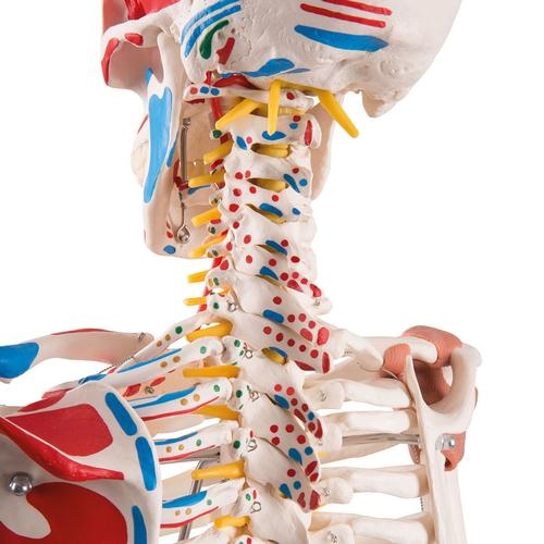 3B Scientific Super Anatomisch Skelet | 170 cm Flexibel | Sam | Op verrijdbaar statief, foto 6 van 6
