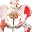 3B Scientific Super Anatomisch Skelet | 170 cm  Flexibel | Sam | Op verrijdbaar statief