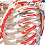 3B Scientific Super Anatomisch Skelet | 170 cm  Flexibel | Sam | Op verrijdbaar statief