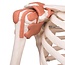 3B Scientific Super Anatomisch Skelet | 170 cm  Flexibel | Sam | Op verrijdbaar statief
