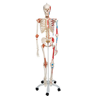 3B Scientific Super Anatomisch Skelet | 170 cm  Flexibel | Sam | Op verrijdbaar statief