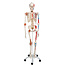 3B Scientific Super Anatomisch Skelet | 170 cm  Flexibel | Sam | Op verrijdbaar statief