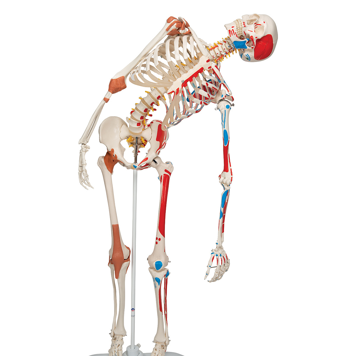 3B Scientific Super Anatomisch Skelet | 170 cm Flexibel | Sam | Op verrijdbaar statief, foto 3 van 6