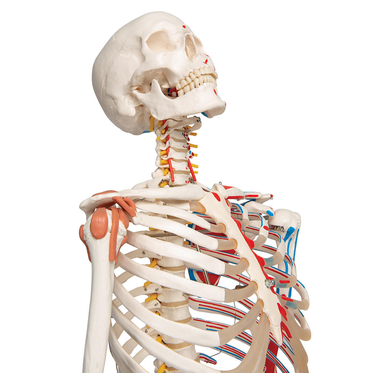 3B Scientific Super Anatomisch Skelet | 170 cm Flexibel | Sam | Op verrijdbaar statief, foto 4 van 6