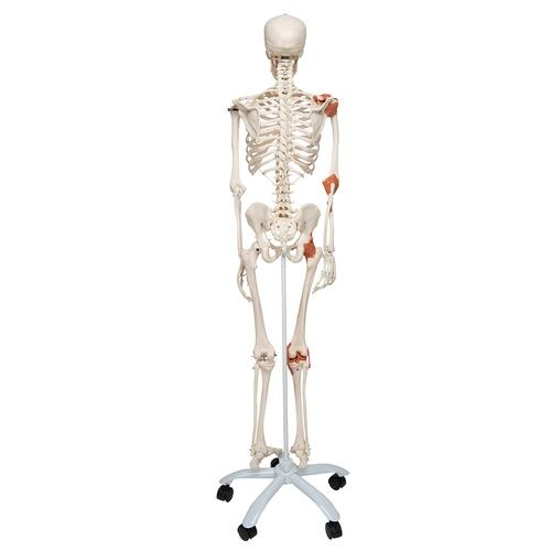 3B Scientific Anatomisch Skelet | 170 cm | Leo | Met gewrichtsbanden | Op verrijdbaar statief, foto 2 van 6
