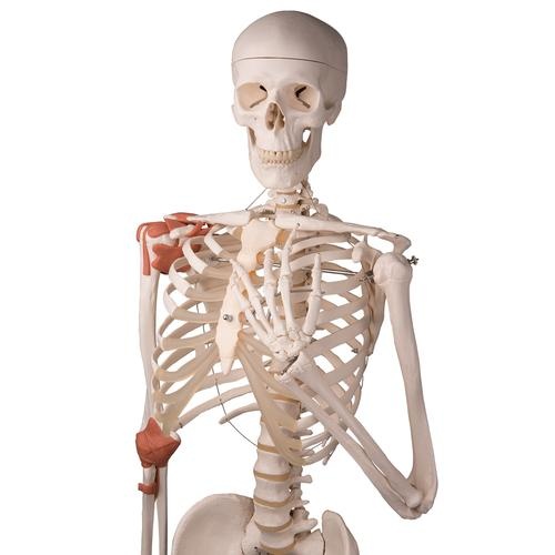 3B Scientific Anatomisch Skelet | 170 cm | Leo | Met gewrichtsbanden | Op verrijdbaar statief, foto 4 van 6