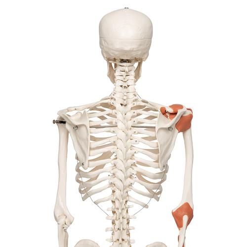 3B Scientific Anatomisch Skelet | 170 cm | Leo | Met gewrichtsbanden | Op verrijdbaar statief, foto 5 van 6