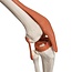 3B Scientific Anatomisch Skelet | 170 cm |  Leo | Met gewrichtsbanden | Op verrijdbaar statief