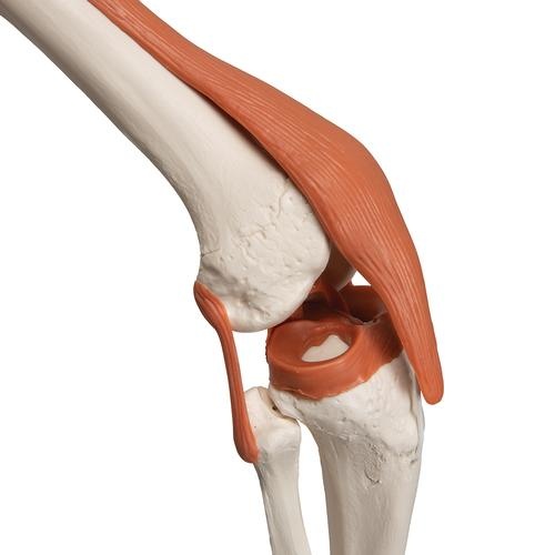3B Scientific Anatomisch Skelet | 170 cm | Leo | Met gewrichtsbanden | Op verrijdbaar statief, foto 6 van 6