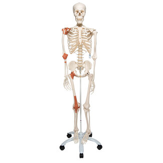 3B Scientific Anatomisch model skelet, 170 cm,  met gewrichtsbanden - Leo op verrijdbaar statief
