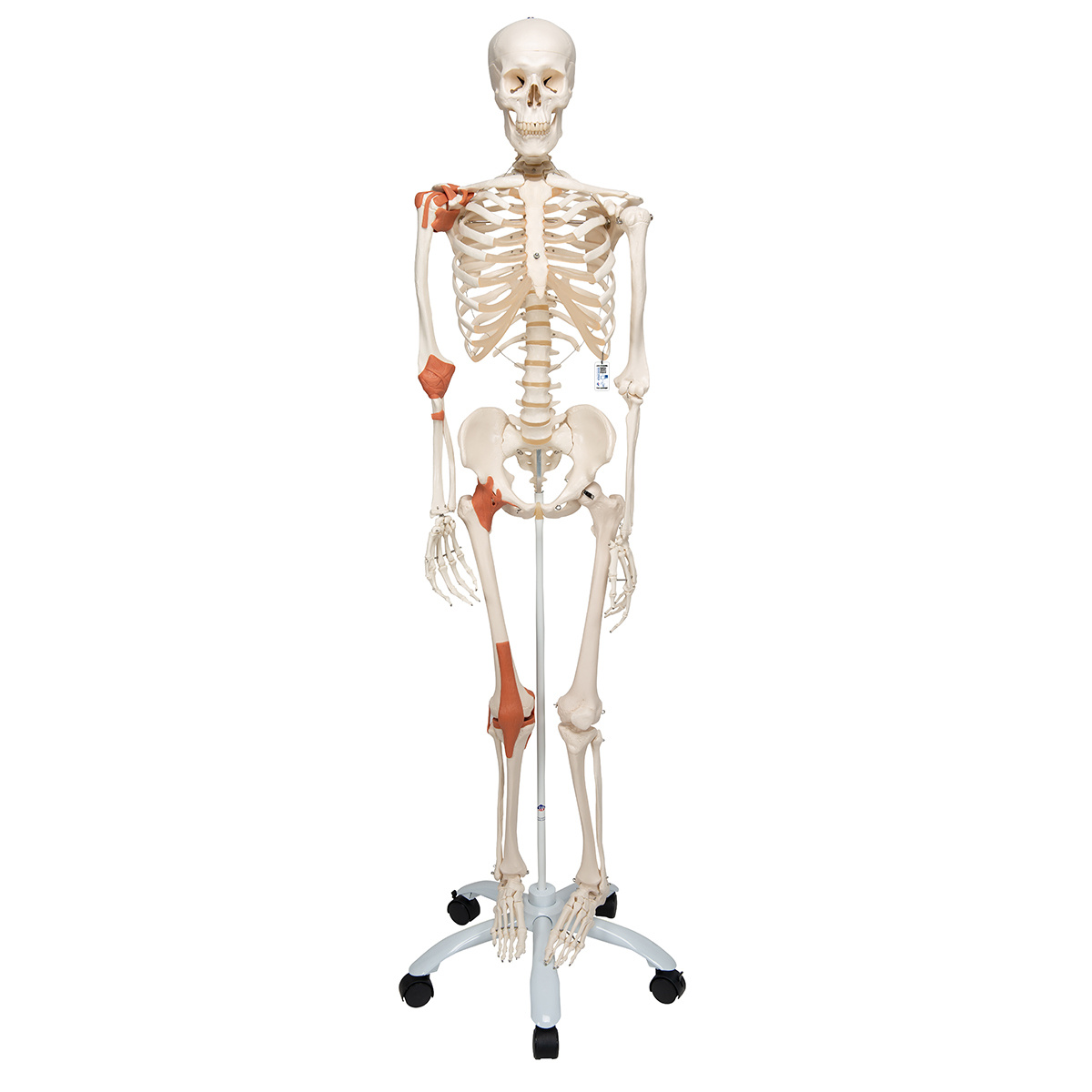 3B Scientific Anatomisch Skelet | 170 cm | Leo | Met gewrichtsbanden | Op verrijdbaar statief