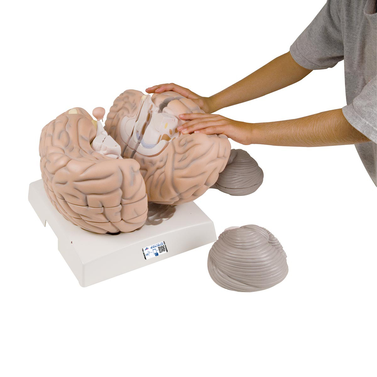 Hersenen Inspanning Hersenen 14 delig extra groot - 3B Scientific - Vosmedisch.nl - A. Vos ...