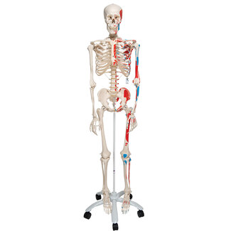 3B Scientific Anatomisch model skelet, 170 cm, met aangegeven spieraanhechtingen - Max op verrijdbaar statief