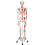 3B Scientific Anatomisch Skelet | 170 cm | Max | Met aangegeven spieraanhechtingen |  Verrijdbaar statief
