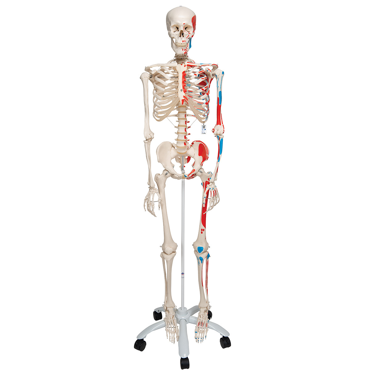 3B Scientific Anatomisch Skelet | 170 cm | Max | Met aangegeven spieraanhechtingen | Verrijdbaar statief